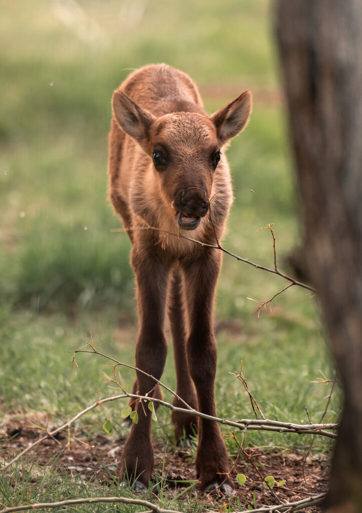 Wedding At The Yukon Wildlife Preserve