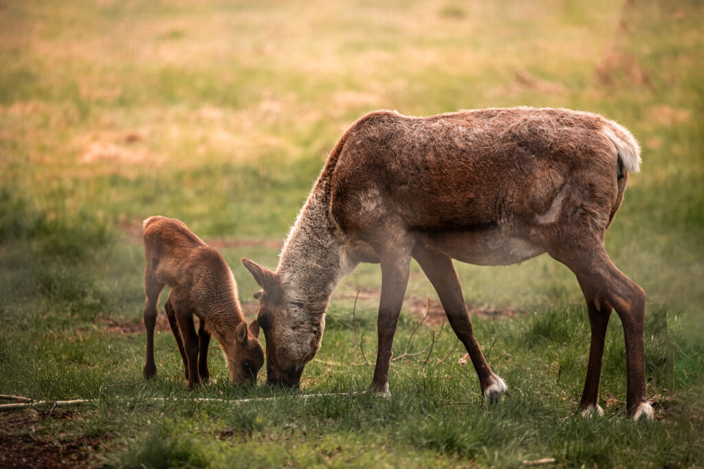 Wedding At The Yukon Wildlife Preserve