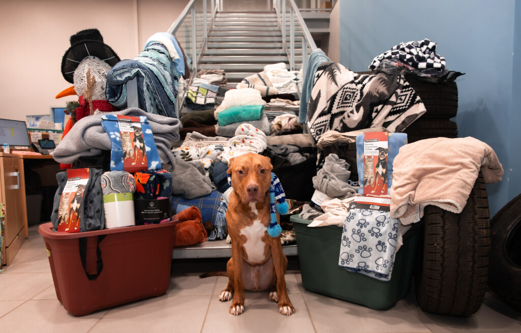 Yukon Blanket Drive For The Humane Society